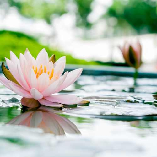Grand-Lotus-Pakete
